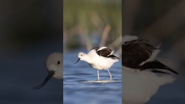 Camouflaged in my ghillie net, photographing shorebirds and waterfowl. смотреть онлайн