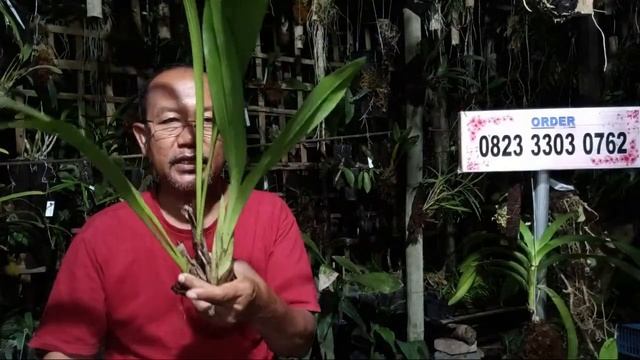 Live promo spesial Cymbidium ensifolium super murah. kamis 25/04/2024 смотреть онлайн