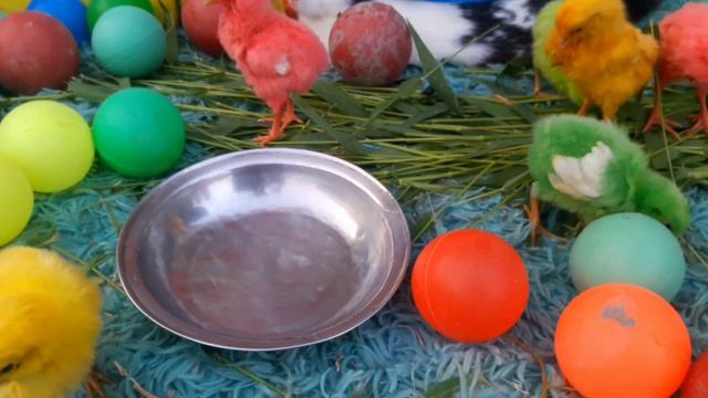 Wadidau ! ! Proses tangkap ayam warna Warni смотреть онлайн