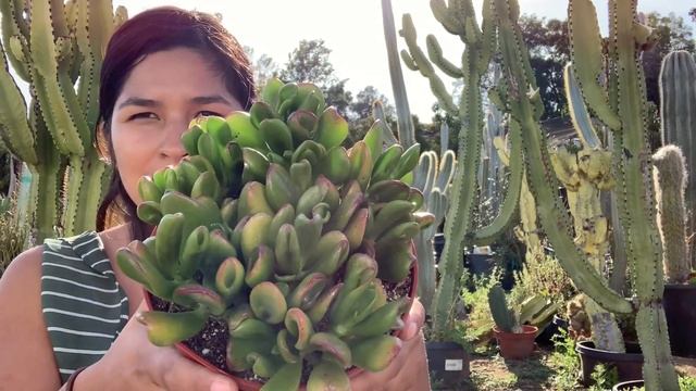 Crassula Jade Collection