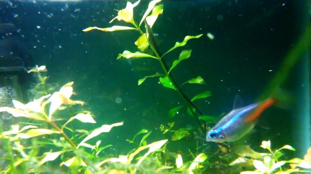 pipe fish, pea puffer and blind cave tetra update смотреть онлайн