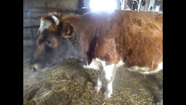 1. Что такое банк молозива? 2. Экстренный случай в нашем хозяйстве смотреть онлайн