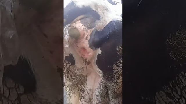rectal examination смотреть онлайн