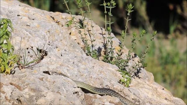 Culebra Bastarda / Montpellier Snake (Malpolon monspessulanus) смотреть онлайн