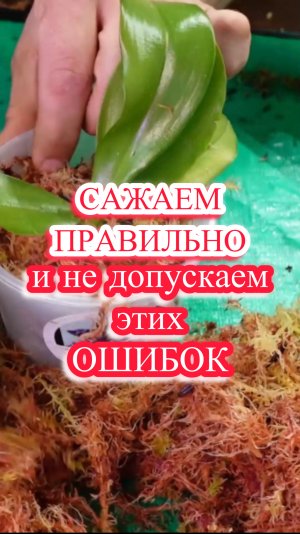 ПОЧЕМУ НЕ РАСТУТ ОРХИДЕИ ВО МХЕ И КАК ИХ ПРАВИЛЬНО САЖАТЬ?