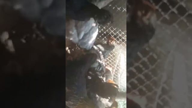 Наши брамы🐓🐔 смотреть онлайн
