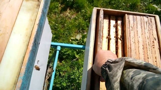 Весеннее развитие слабых отводков смотреть онлайн