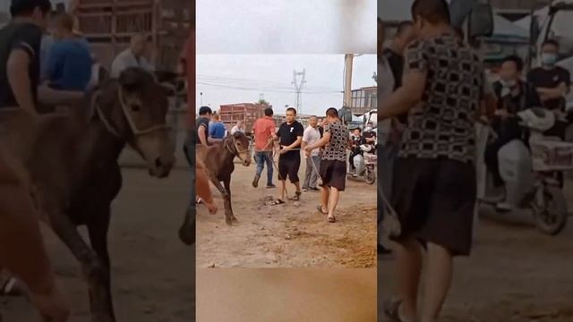 This horse lifts its front hooves and stands on both feet! смотреть онлайн