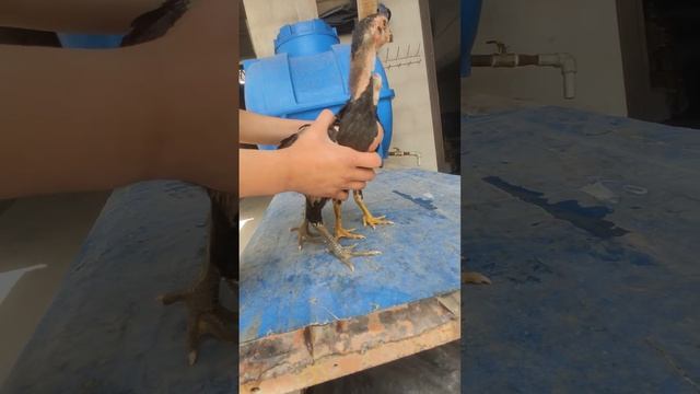 шамо смотреть онлайн