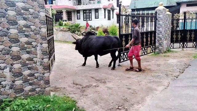 Kitbok ban wanrah biang ia ka jingjop Tyngab Jingkyrmen**haka 24.07.2022 ha Mawjrong смотреть онлайн