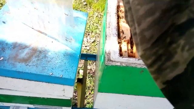 Весеннее развитие миниплюсов смотреть онлайн