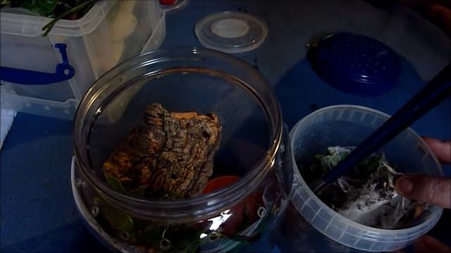 Rehouse: Avicularia minatrix (adult female) смотреть онлайн