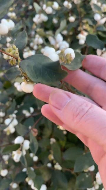 Снежноягодник #сад #садоводство #дача