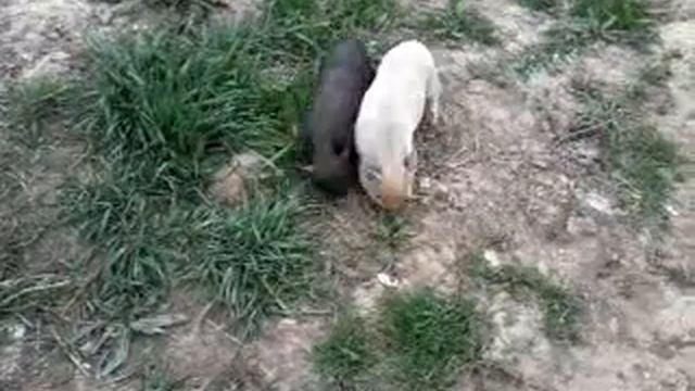 Минипиги смотреть онлайн