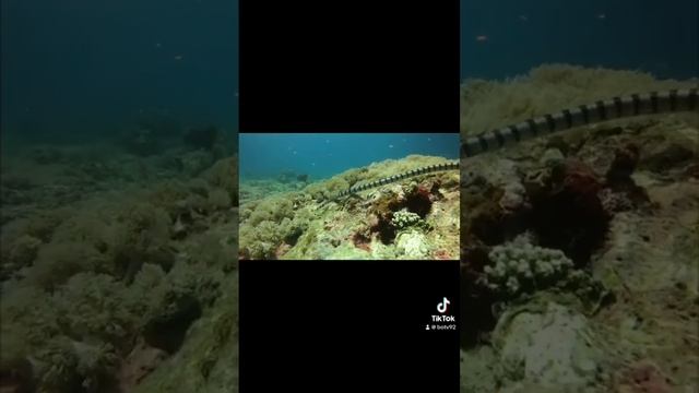 Sea krait. #seakrait смотреть онлайн