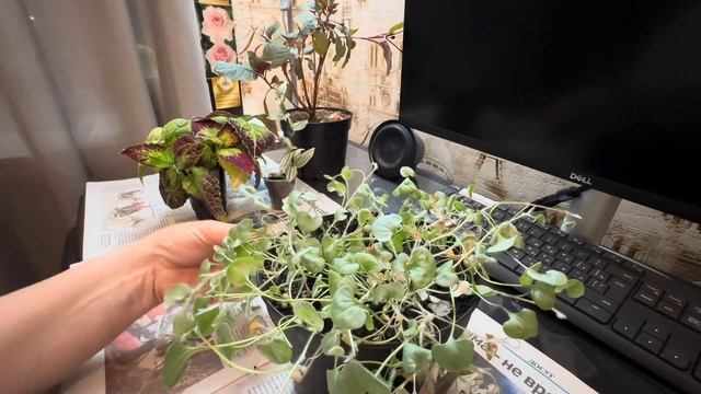 ДИХОНДРА! НЕ ПРОПУСТИТЕ! Это важно сделать сейчас! смотреть онлайн