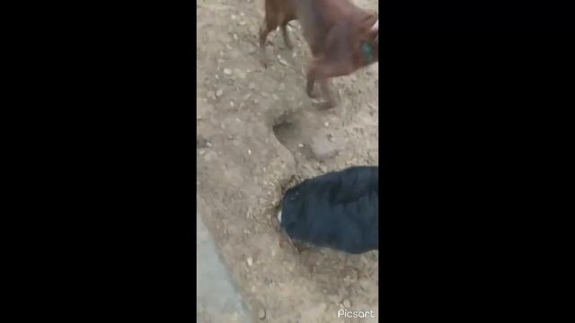 девчонка кайфанула! не важно, что из шерсти мама вымывала этот мокрый песок долго...очень долго! смотреть онлайн