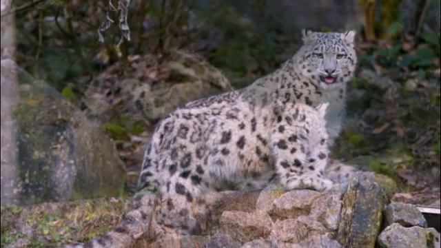 ирбис смотреть онлайн