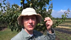 Чем удобрить абрикос во время созревания плодов: будут сладкие и крупные!