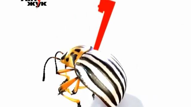 Antizhuk 2014 Kolorad UA смотреть онлайн