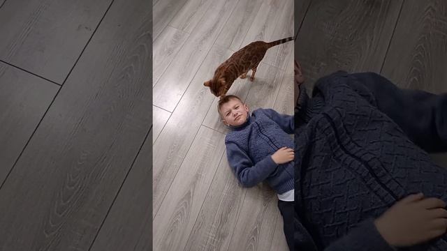 Бенгал встречает хозяина #котэ #бенгальскаякошка #самаябольшаялюбовь смотреть онлайн