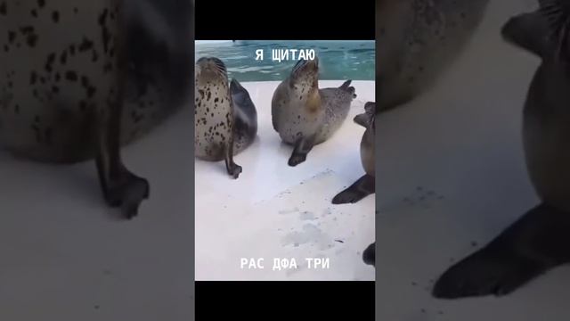 Тюлени🌊 смотреть онлайн