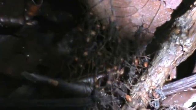 Bridge in Army ants. Amazon rainforest. смотреть онлайн