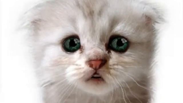 I'm a Kitty Cat смотреть онлайн