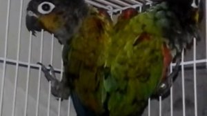Попугаи пиррура перлата