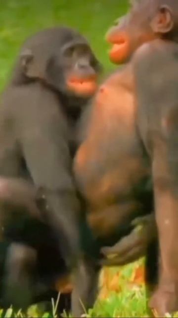 Chimpanzee Mating смотреть онлайн