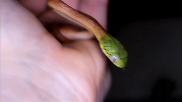 Maluszki Boiga cyanea смотреть онлайн