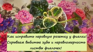 Как исправить неровную розетку у фиалки! Скрываем выбитые зубы и неравномерность листвы фиалочек!