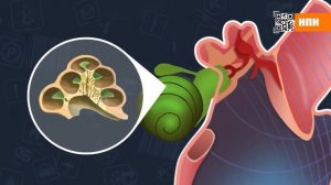 Отпугиватели грызунов Чистон НашПотребНадзор