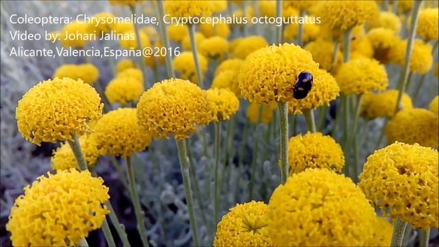 Coleoptera: Chrysomelidae, Cryptocephalus octoguttatus смотреть онлайн