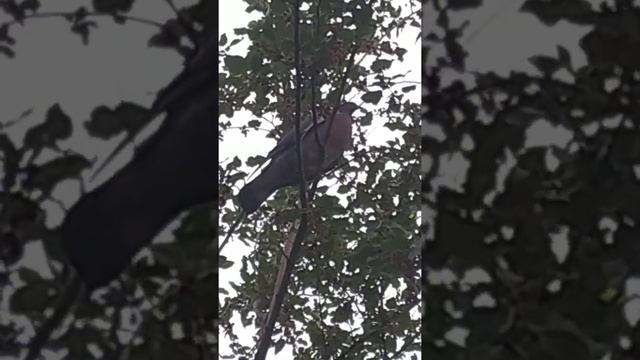 ПТИЦА СЧАСТЬЯ смотреть онлайн