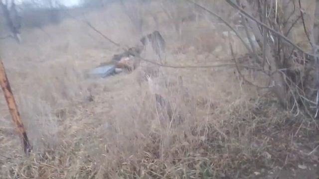 Семья собак доверилась мне и шли за мной смотреть онлайн