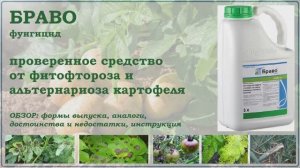 Браво - проверенное средство от фитофтороза и альтернариоза картофеля. Обзор фунгицида