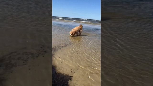 🦩 #dog #puppy #maltipoodog #doglover #funnyvideo #cute #maltipoo #cutepuppy #funny #puppyvideos смотреть онлайн