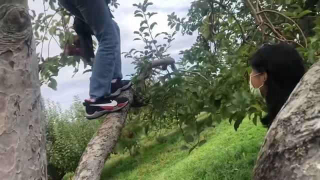 Picking Apples! смотреть онлайн