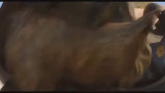 Самый лучший мувик по кс го 2014 2015 год смотреть онлайн