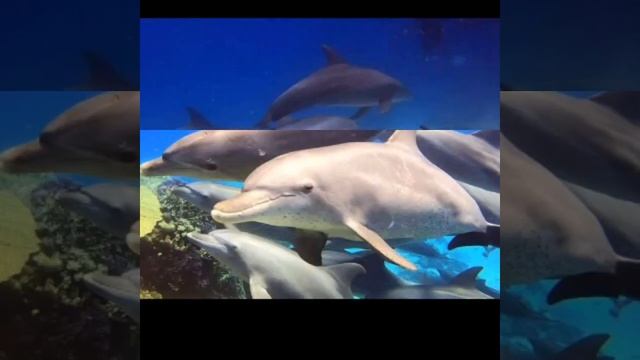 #أسراب الدلافين تتجمع للتزواج وارضاع صغارها على شواطئ الغردقه والسياح يتجمعون لمشاهدتهم смотреть онлайн