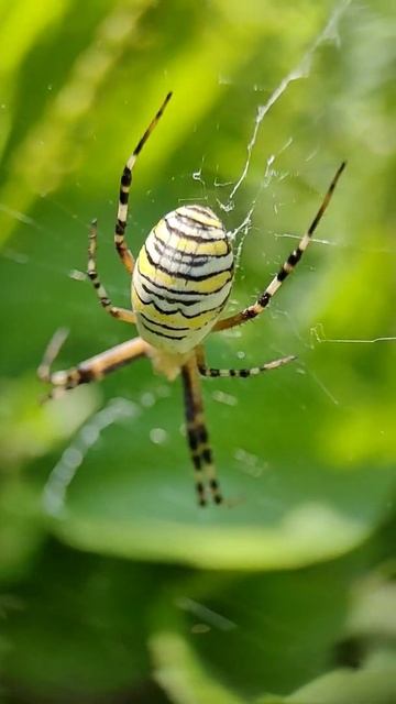 паук аргиопа брюнниха (argiope bruennichi) смотреть онлайн