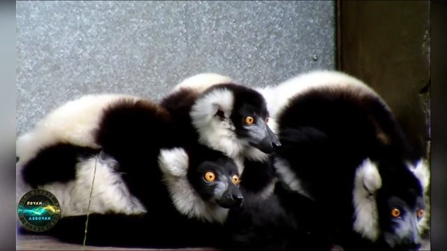 Милашки лемурчики:)) смотреть онлайн