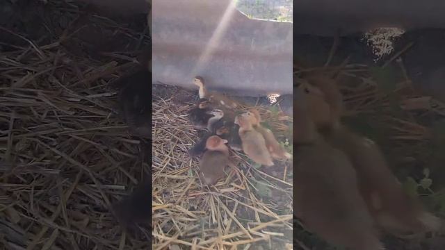 дика кряква в домашніх умовах #качки #кряква #птенцы #домашниеживотные смотреть онлайн