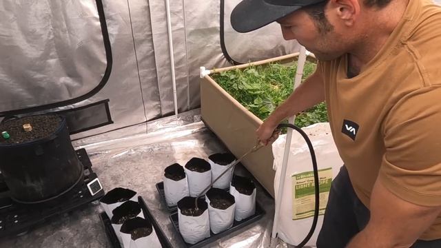 BuildASoil: TRANSPLANTING SEEDLINGS & CLONES (Season 5, Episode 4) смотреть онлайн