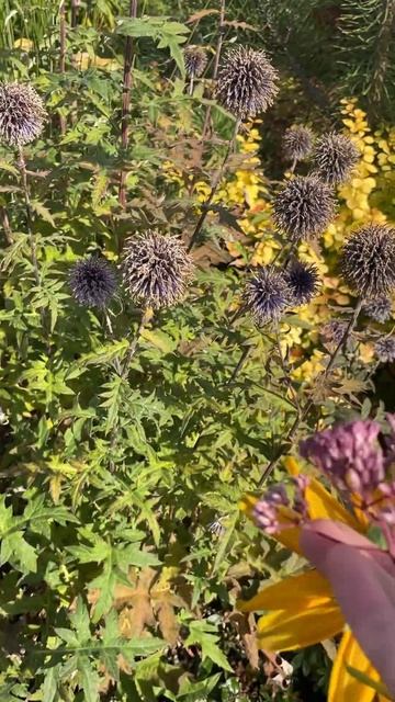 Мордовник- обрезать или нет осенью #сад #садоводство #дача