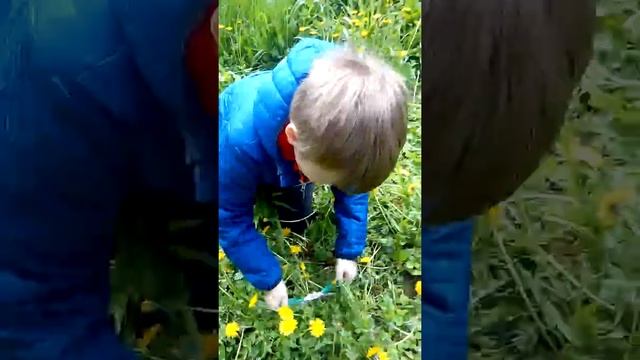 Как бороться с одуванчиками. смотреть онлайн