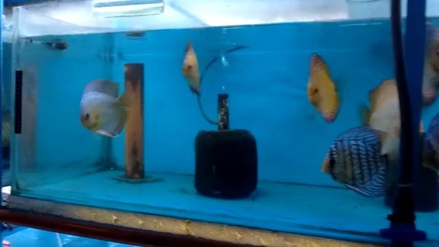 Discus reproductores redturquesa, butterfly,malboro,leopard snake,diamond смотреть онлайн