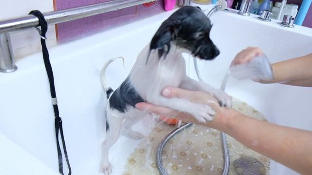 Щенок папийона. Правила ухода.Первый груминг.Руководство пользователя.