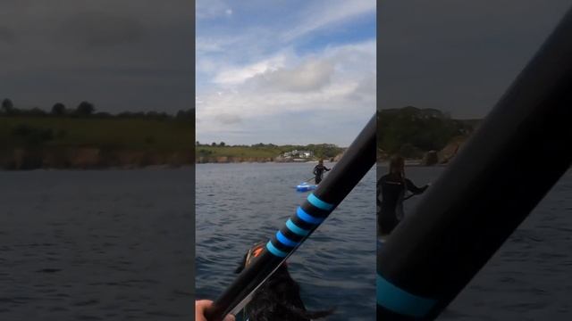 Don't want to leave your pup behind when paddling? You don't have to! 🐶📹 @henrygeeveephotography смотреть онлайн